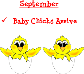 September - Baby Chicks Arrive